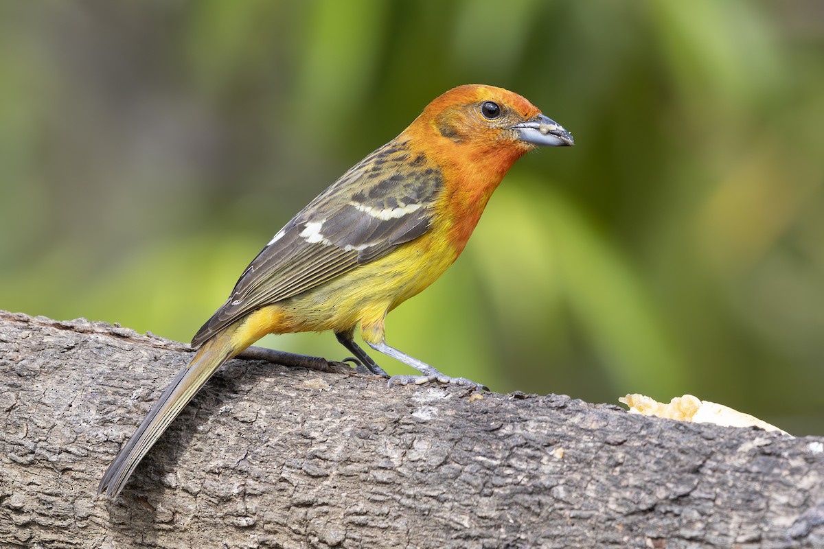 Flame-colored Tanager - ML618955042