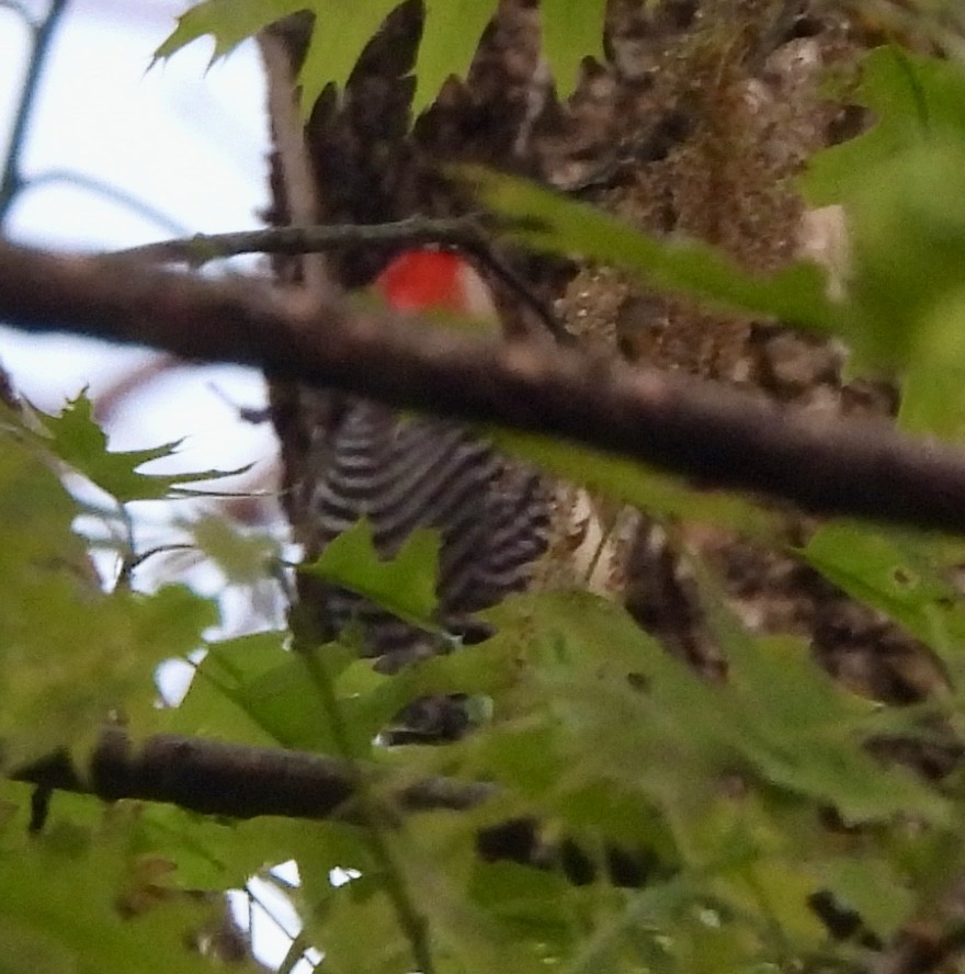 Red-bellied Woodpecker - ML618955054