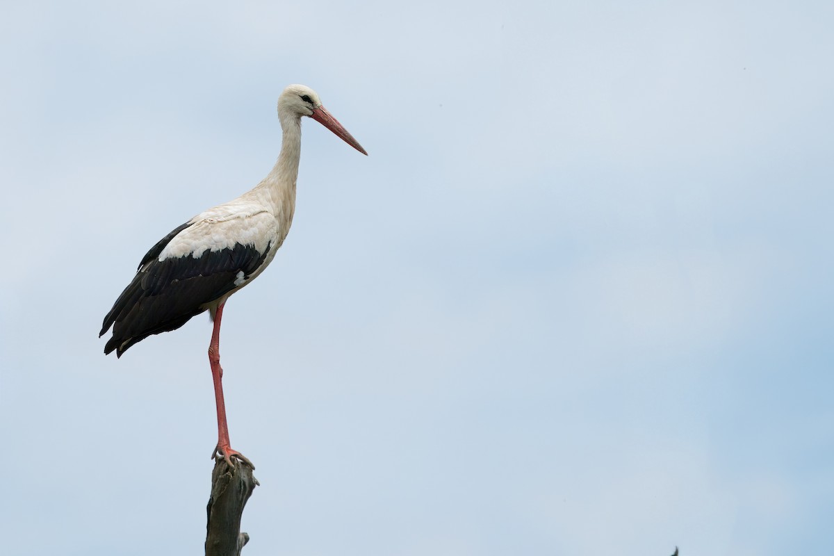 White Stork - ML618955055