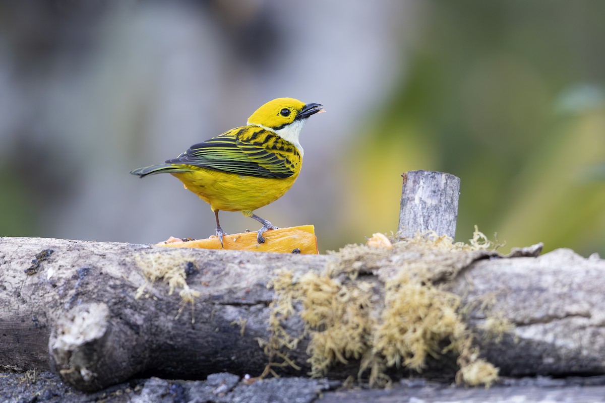 Silver-throated Tanager - ML618955080