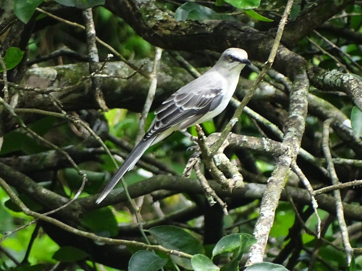 Tropical Mockingbird - WILLIAM SALGADO ACOSTA