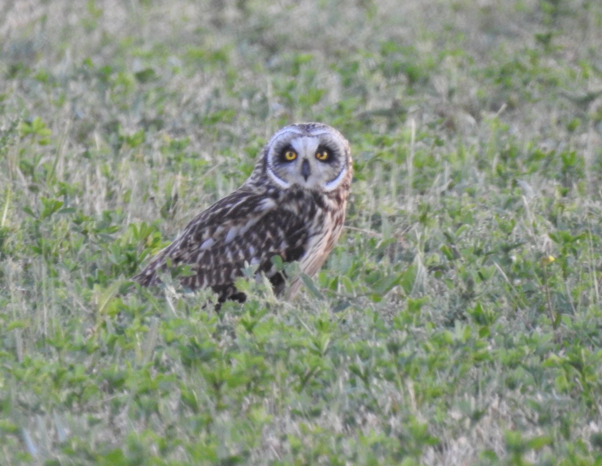 Short-eared Owl - ML618955106