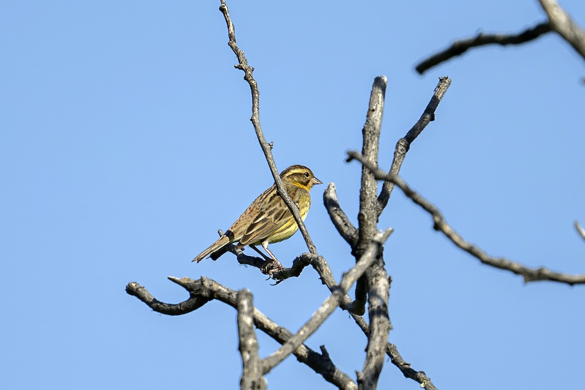 Yellow-breasted Bunting - ML618955107