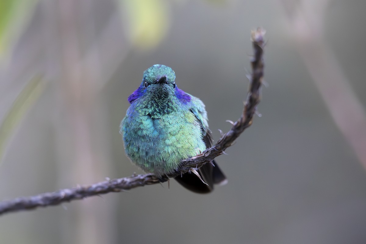 kolibřík modrouchý - ML618955112