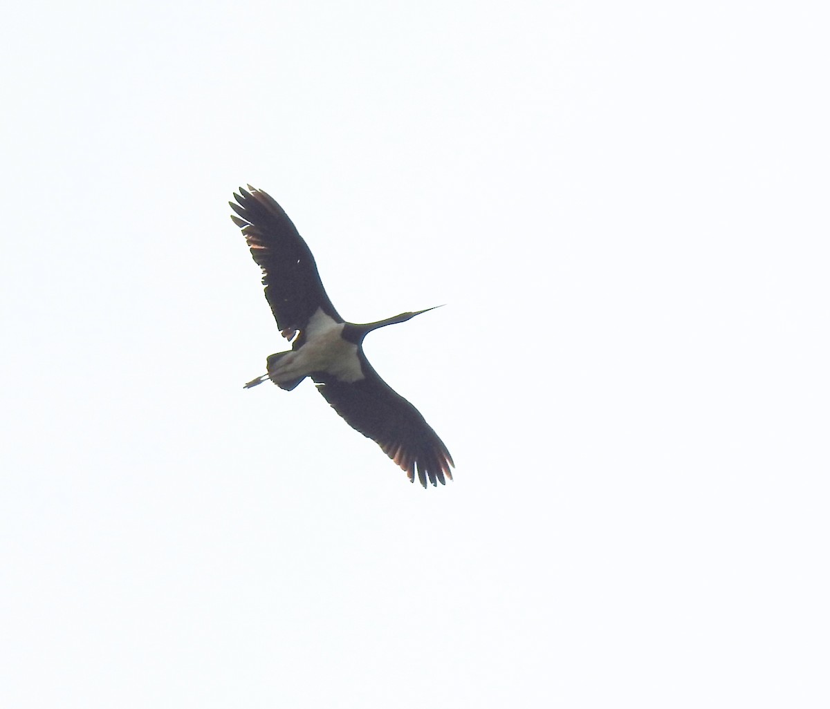 Black Stork - ML618955126