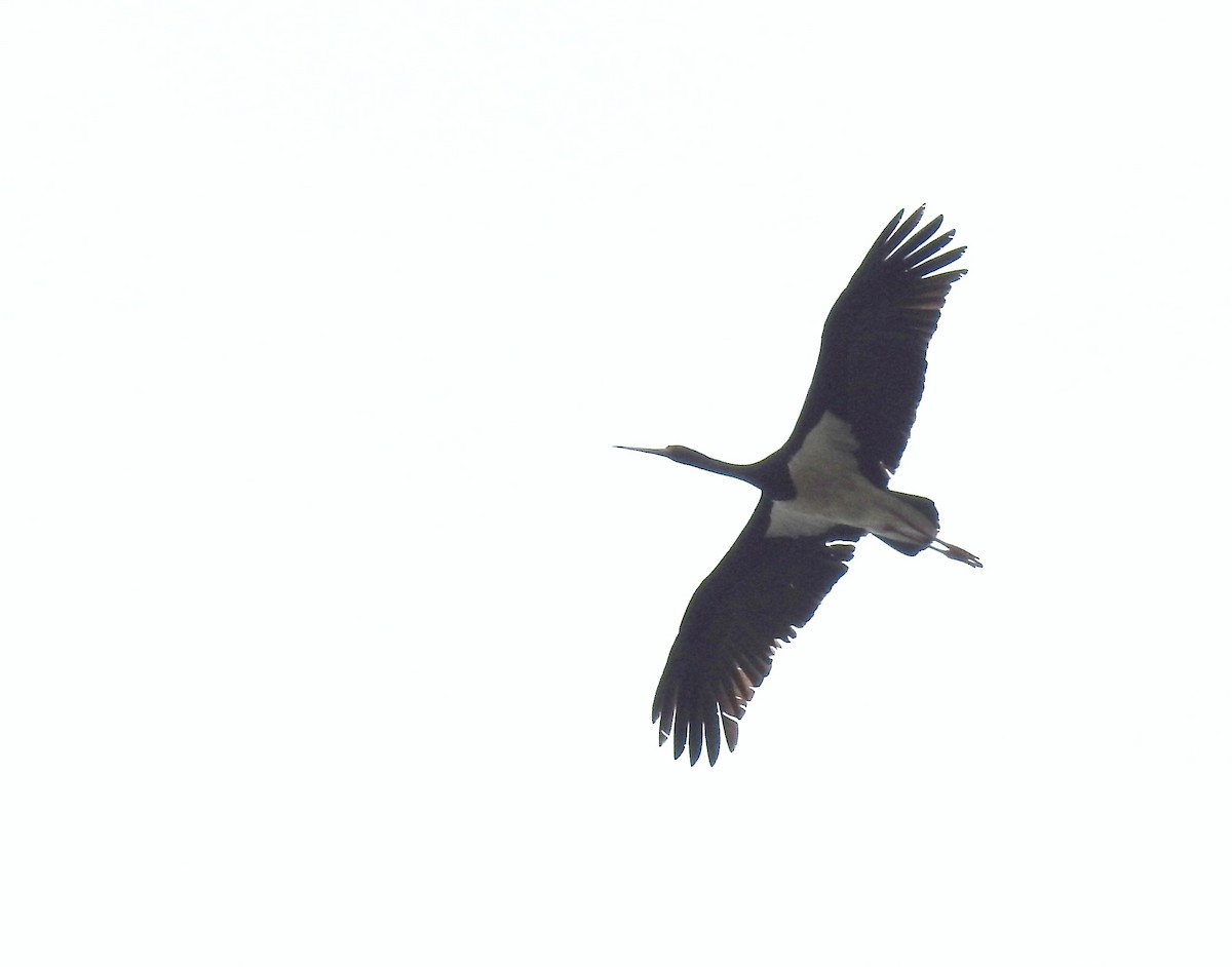 Black Stork - ML618955128