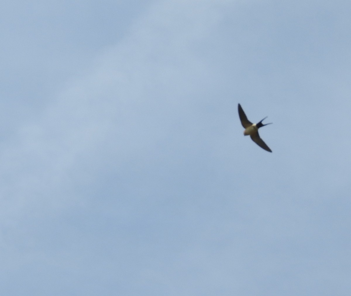Red-rumped Swallow - ML618955134