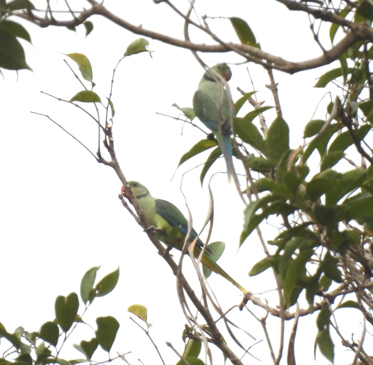 Malabar Yeşil Papağanı - ML618955148