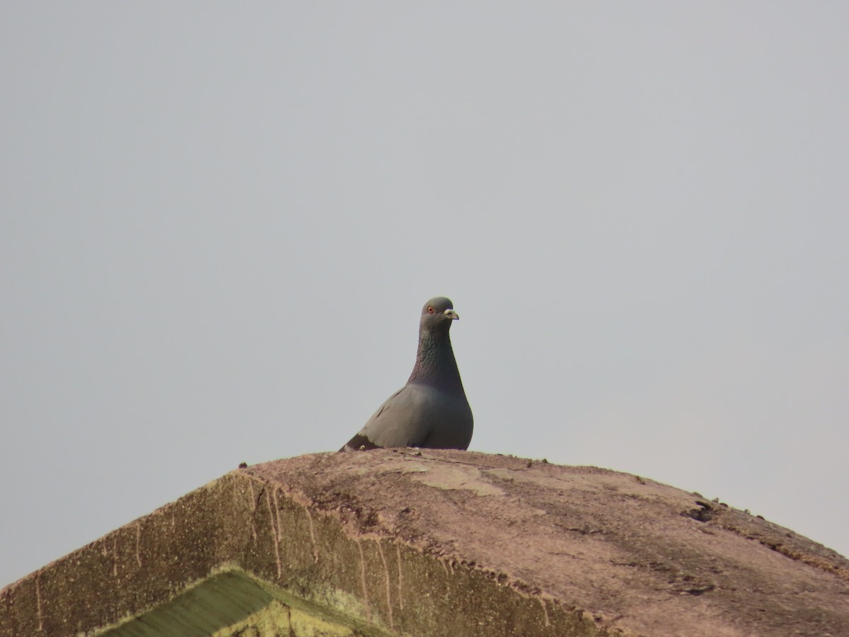 Rock Pigeon (Feral Pigeon) - ML618955165