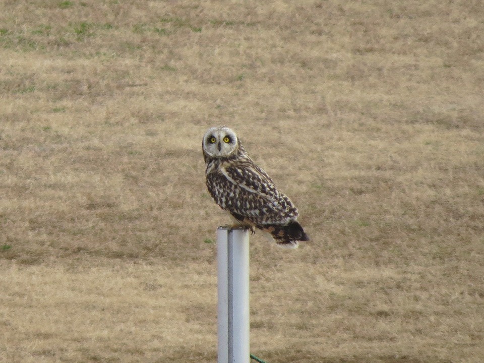 Short-eared Owl - ML618955168