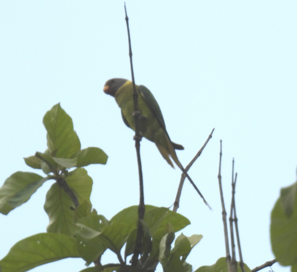 Plum-headed Parakeet - ML618955170