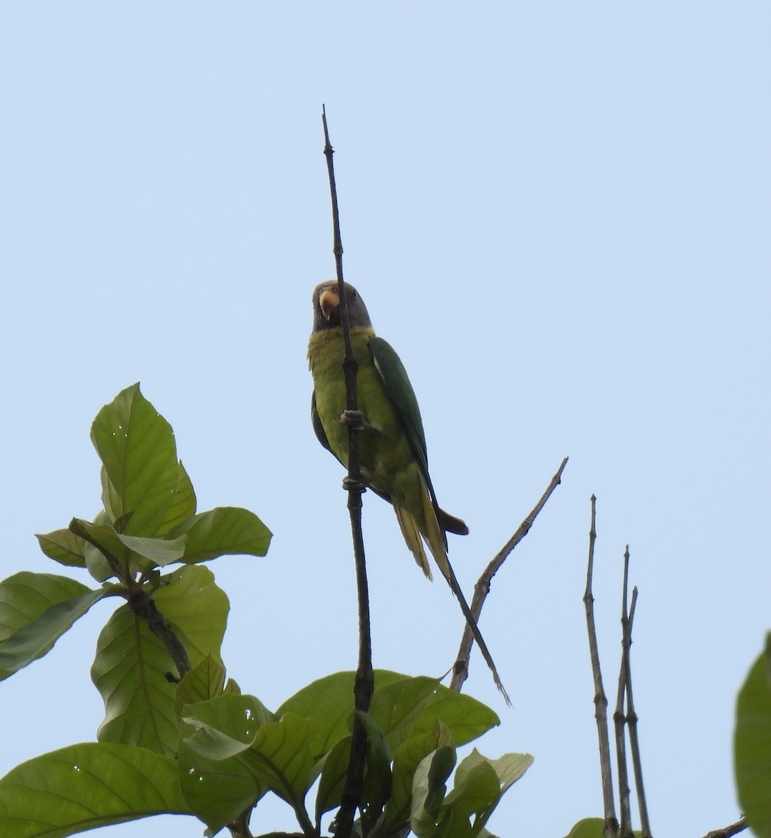 Plum-headed Parakeet - ML618955181