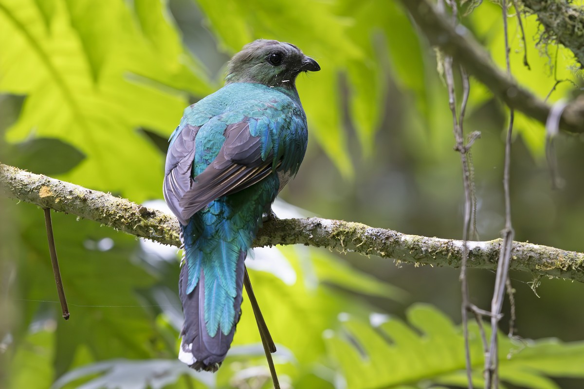 Quetzal resplendissant (costaricensis) - ML618955205