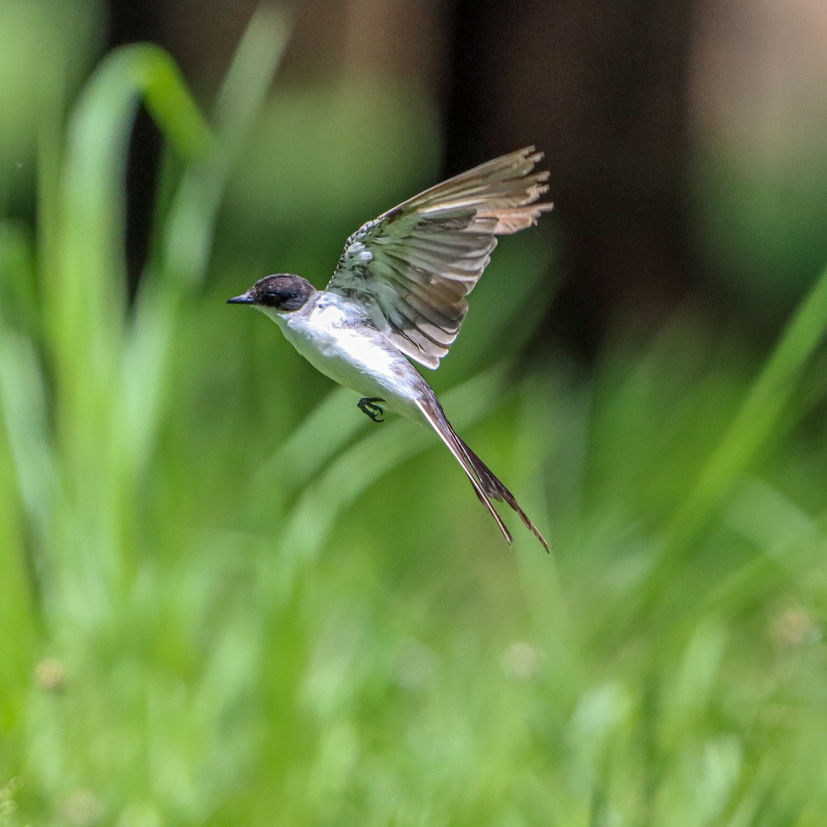 Fork-tailed Flycatcher - ML618955207