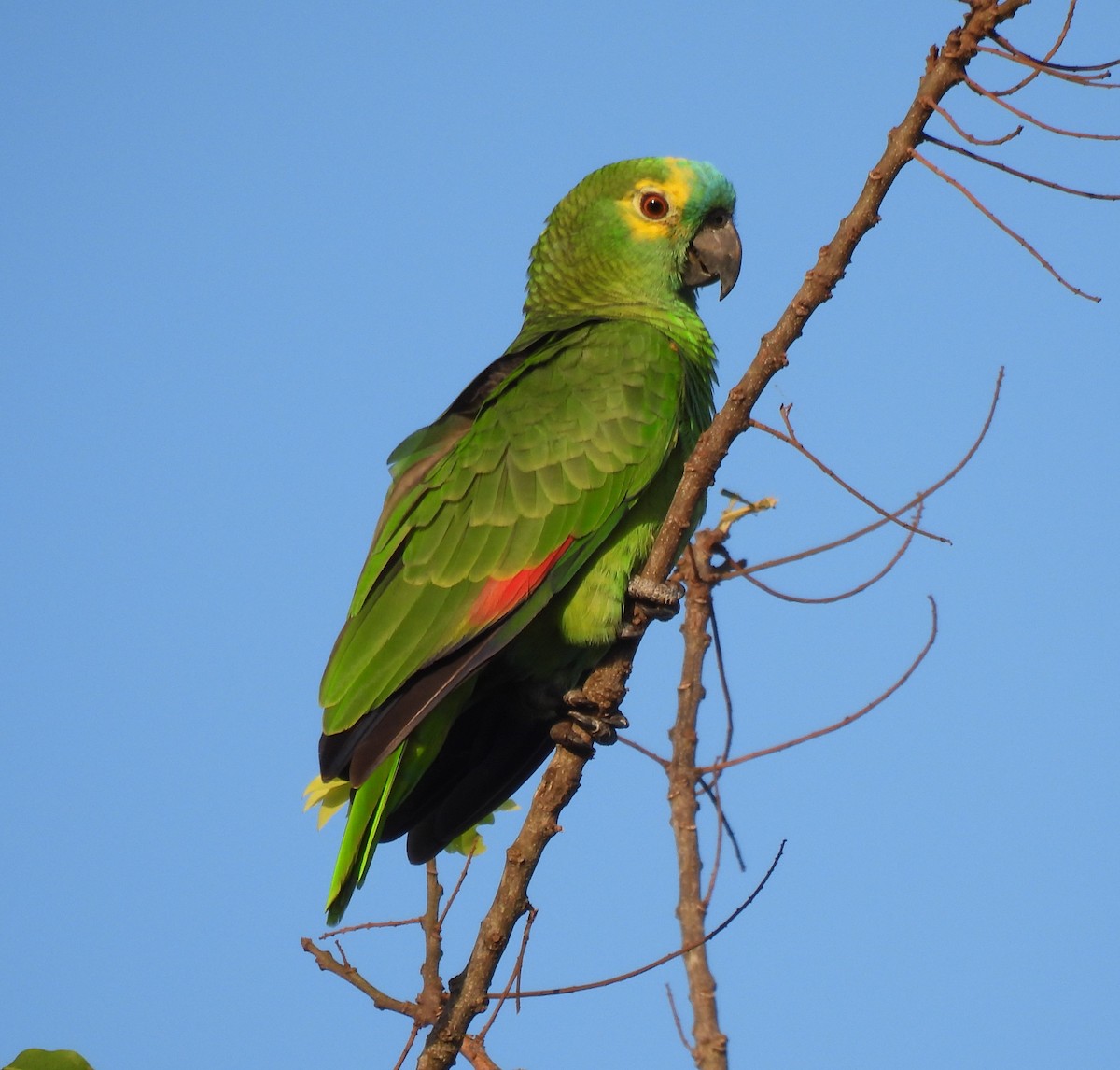 Turquoise-fronted Parrot - ML618955208