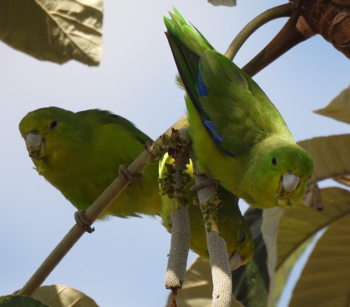 papoušíček modrokřídlý - ML618955210