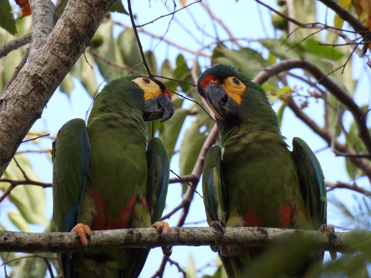 Blue-winged Macaw - Olácio Komori