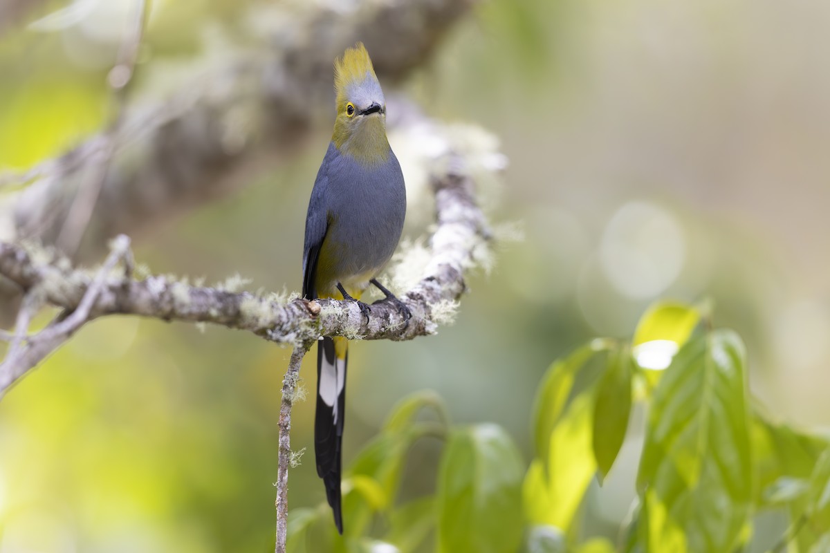 Long-tailed Silky-flycatcher - Jon Irvine