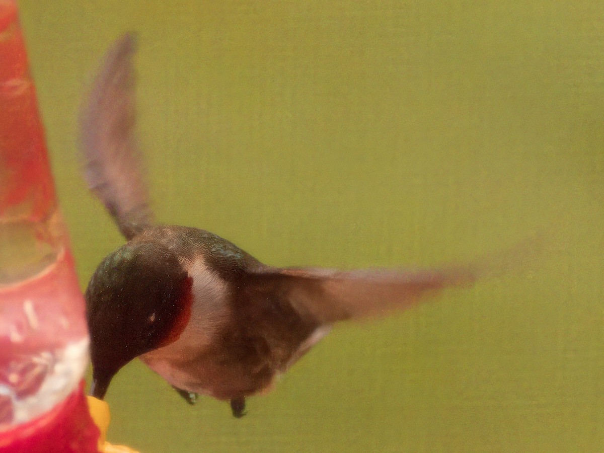 Ruby-throated Hummingbird - ML618955270