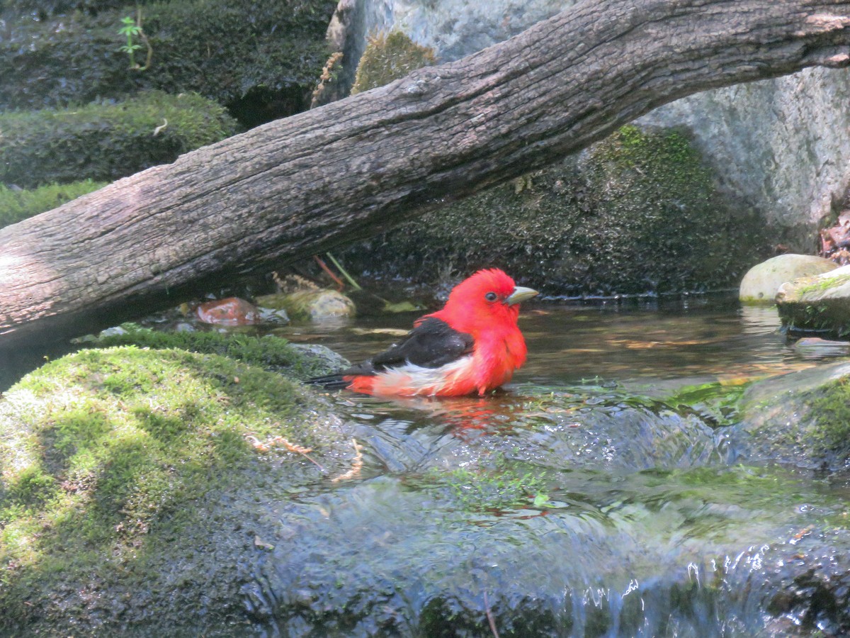 Scarlet Tanager - Anne Moretti