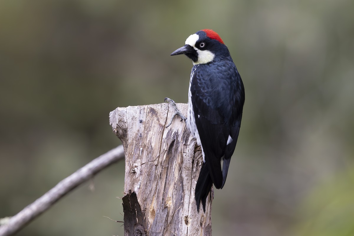 Acorn Woodpecker - ML618955289