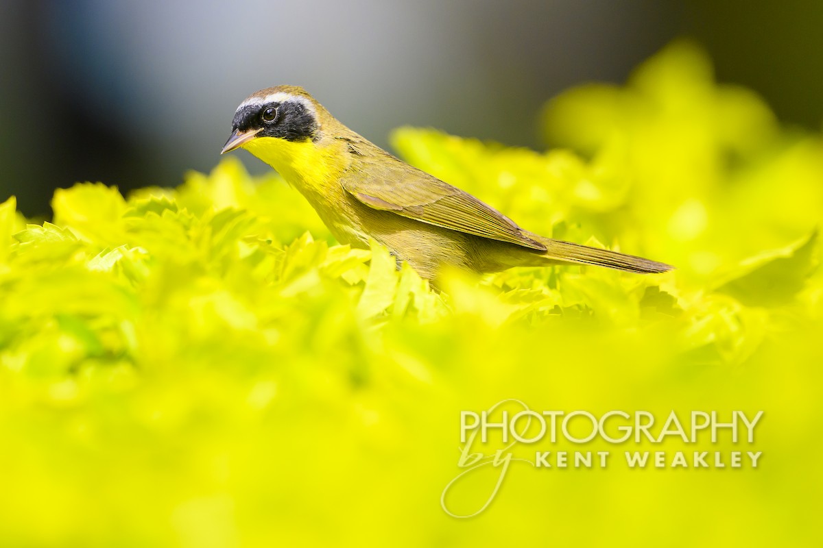 Common Yellowthroat - Kent Weakley