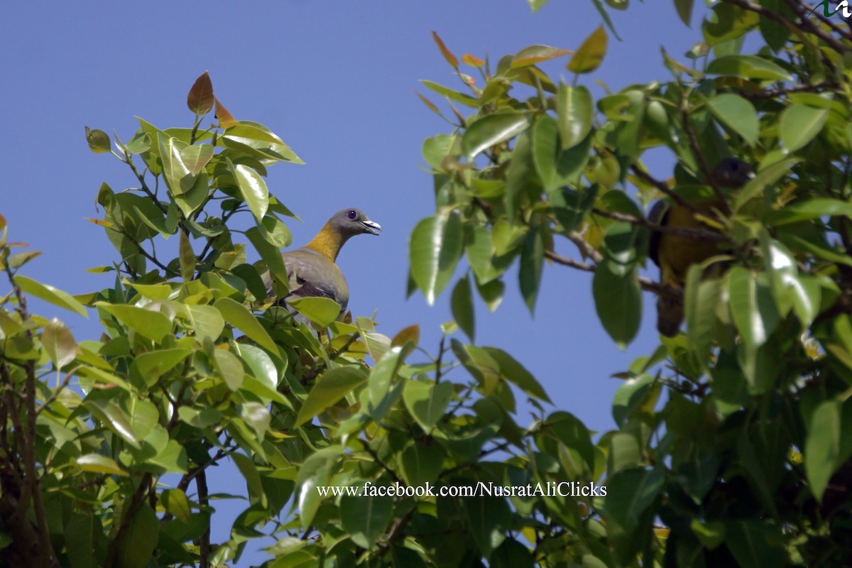 Yellow-footed Green-Pigeon - ML618955302