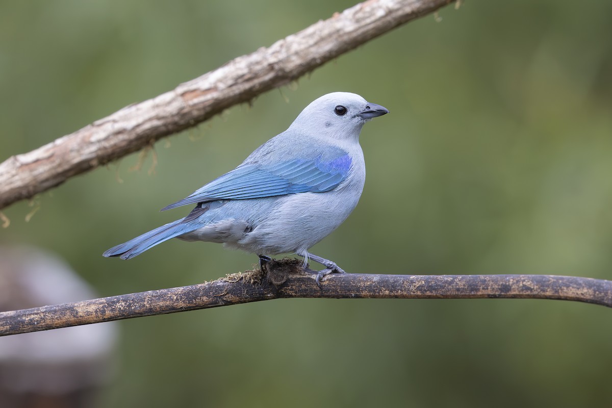 Blue-gray Tanager - ML618955304