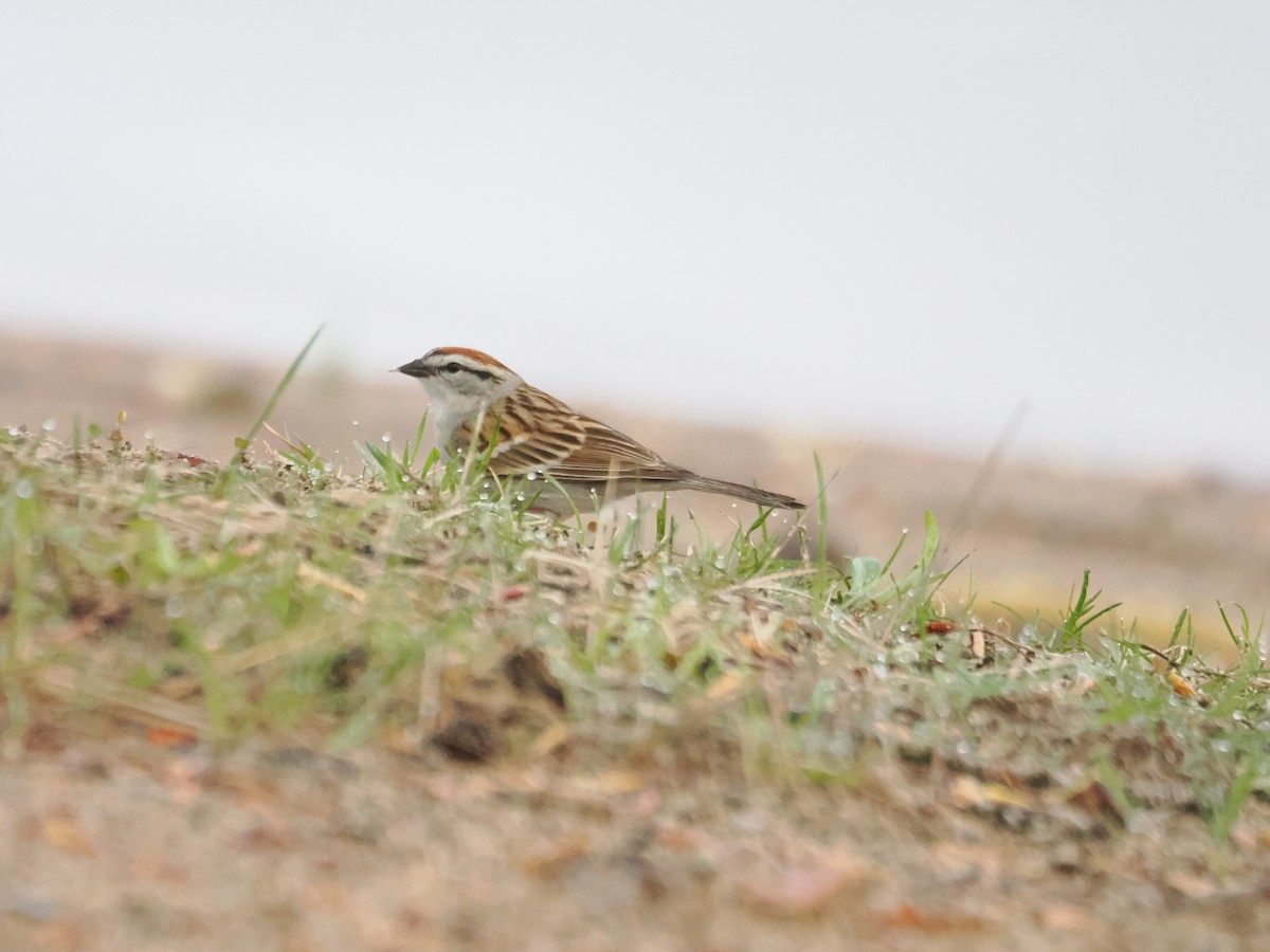 Chipping Sparrow - ML618955368
