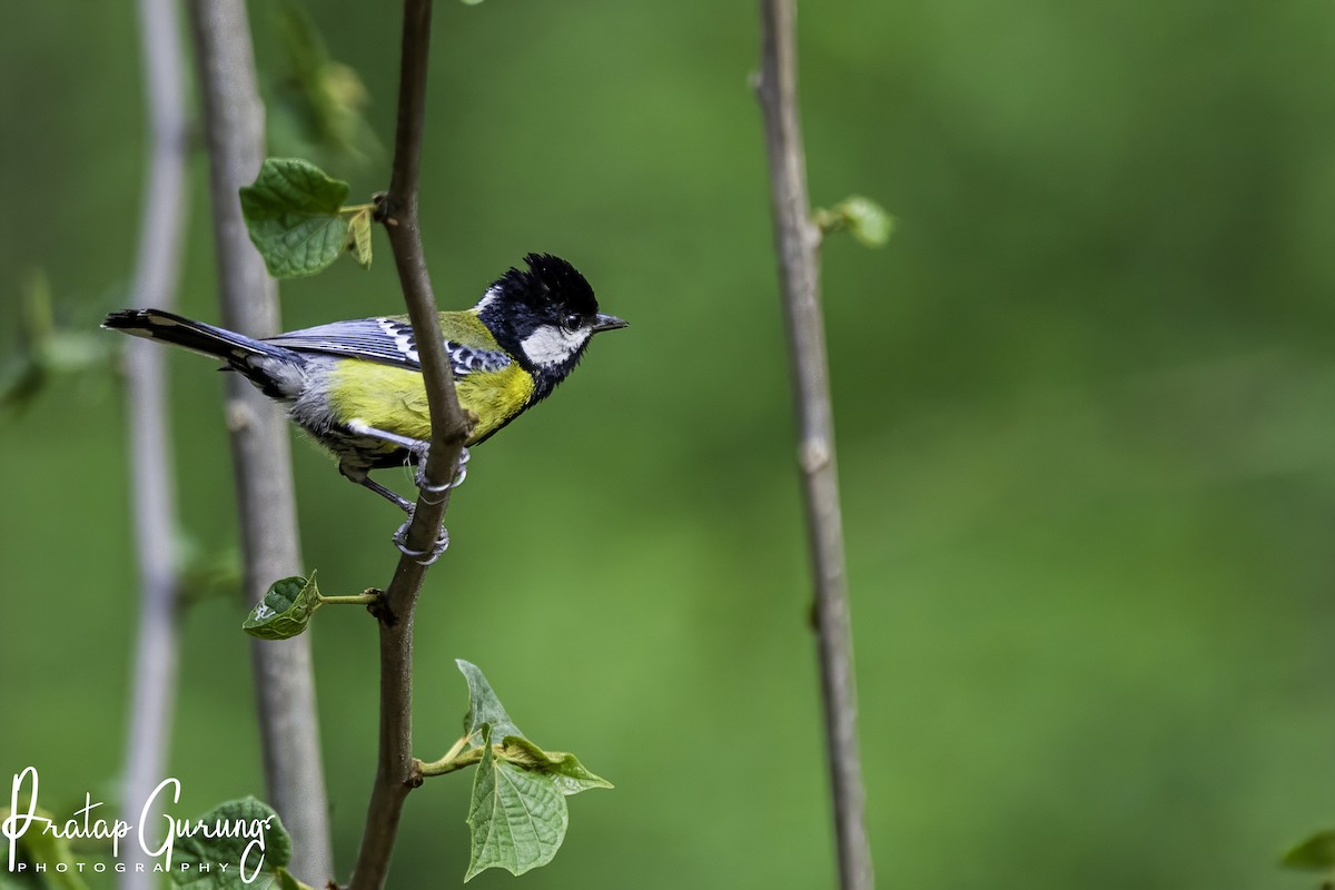 Green-backed Tit - ML618955370