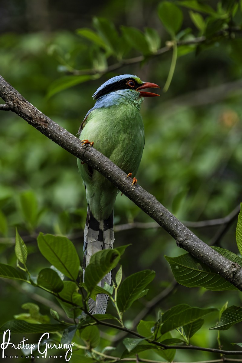 Common Green-Magpie - Pratap Gurung