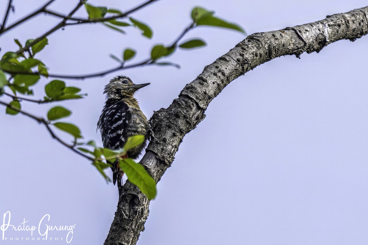 Fulvous-breasted Woodpecker - ML618955428