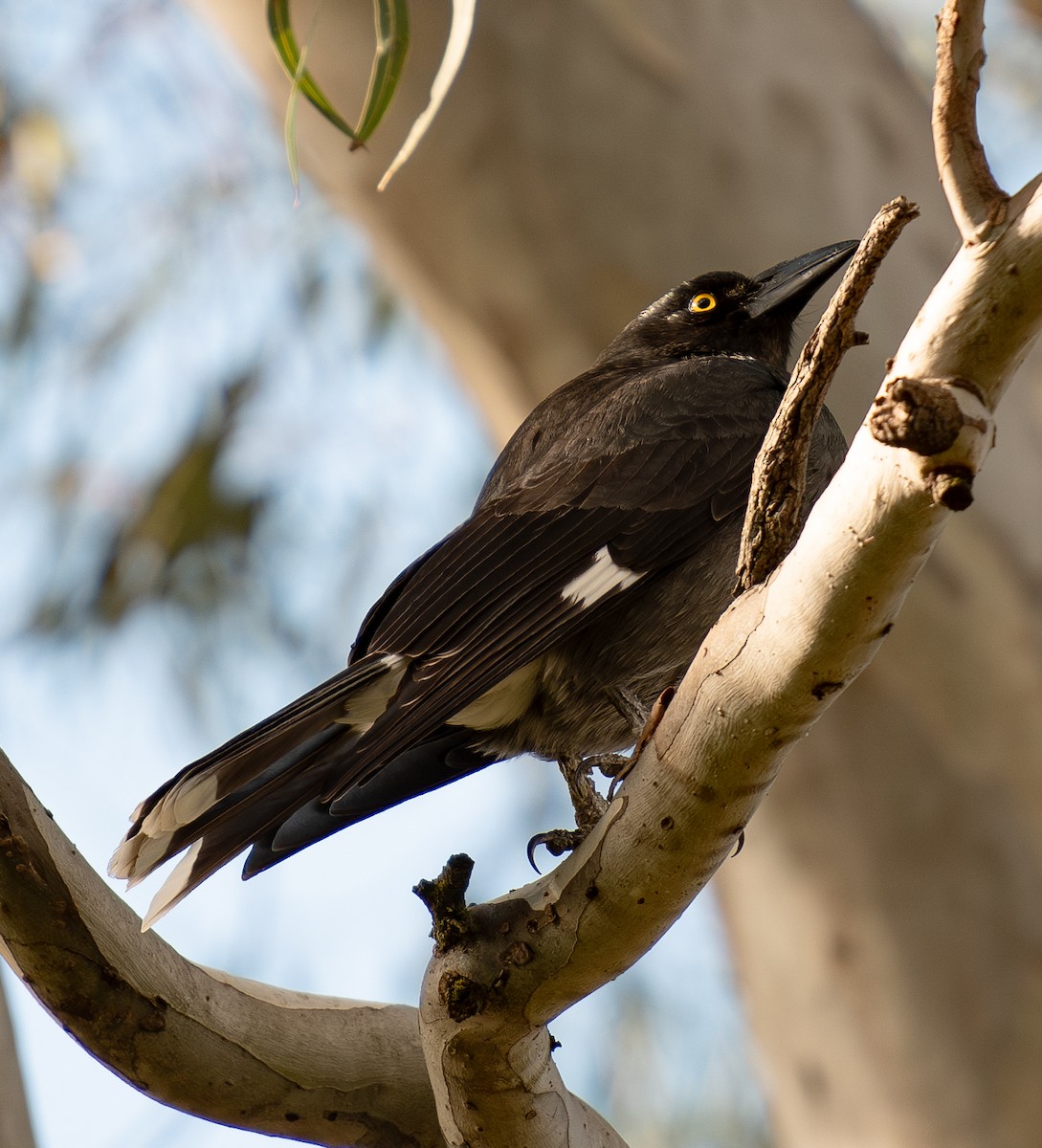 Pied Currawong - ML618955468