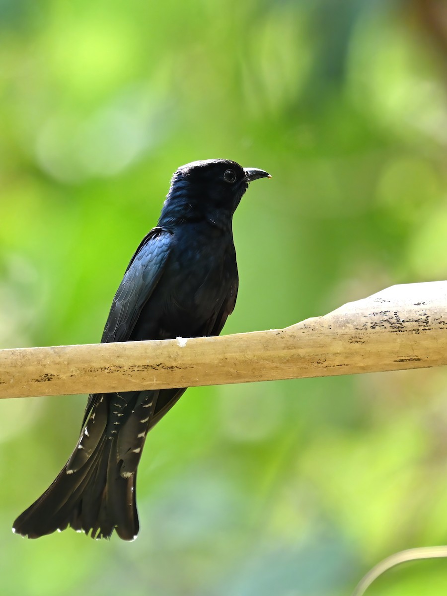 Square-tailed Drongo-Cuckoo - ML618955472