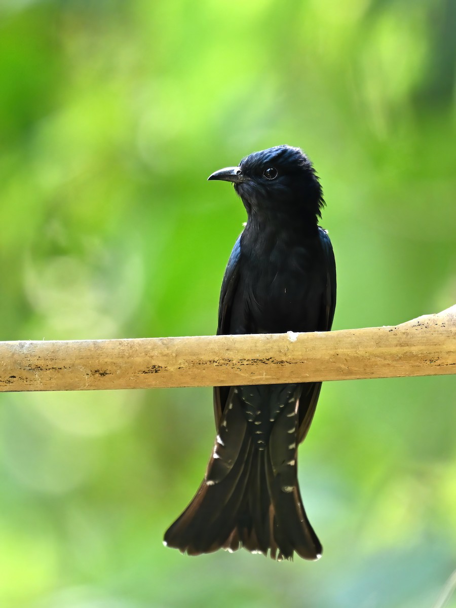 Square-tailed Drongo-Cuckoo - ML618955473