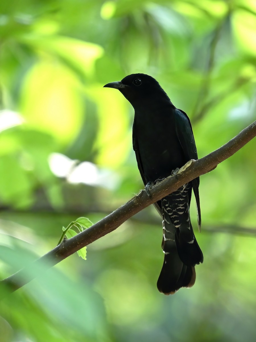 Square-tailed Drongo-Cuckoo - peng su