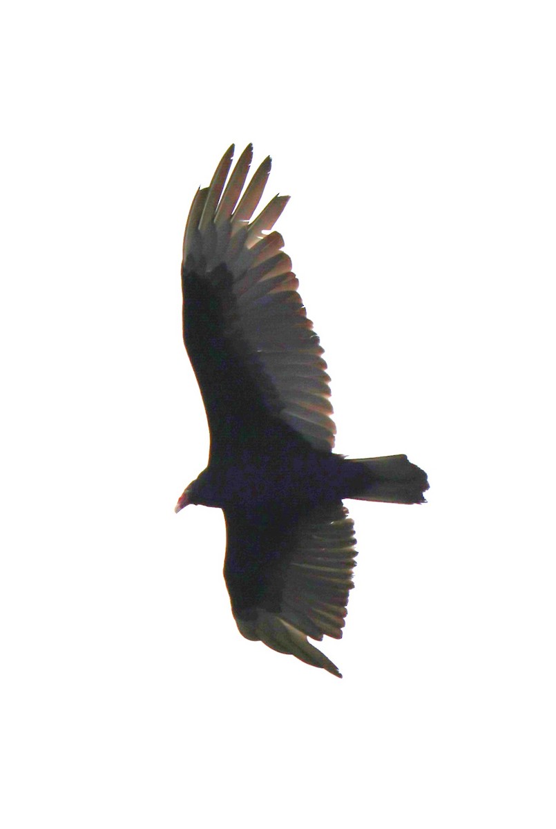 Turkey Vulture - ML618955476