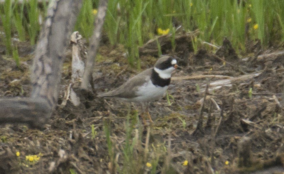 Semipalmated Plover - ML618955485