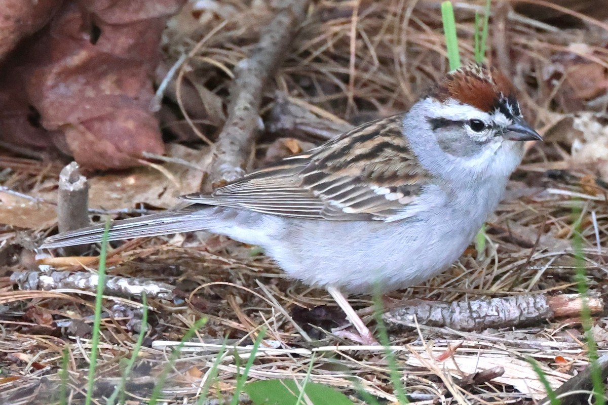 Chipping Sparrow - ML618955492