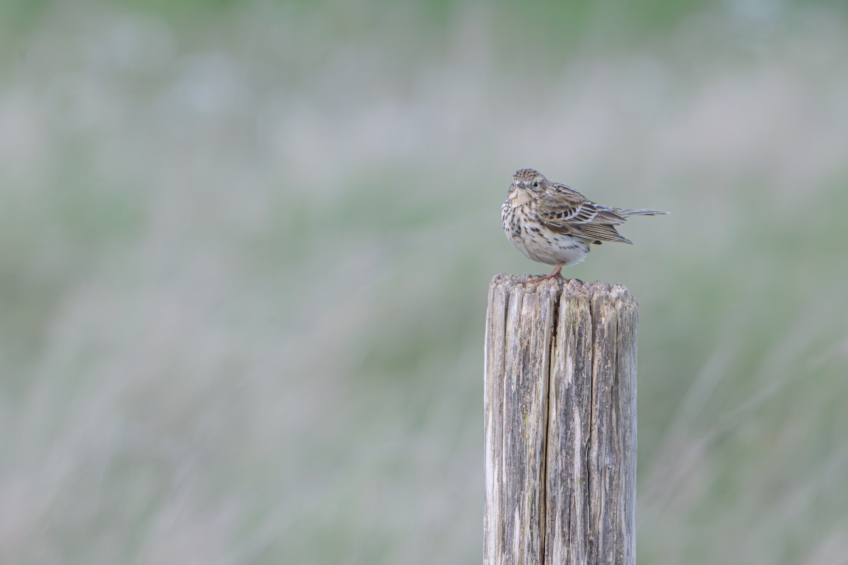 Meadow Pipit - ML618955499