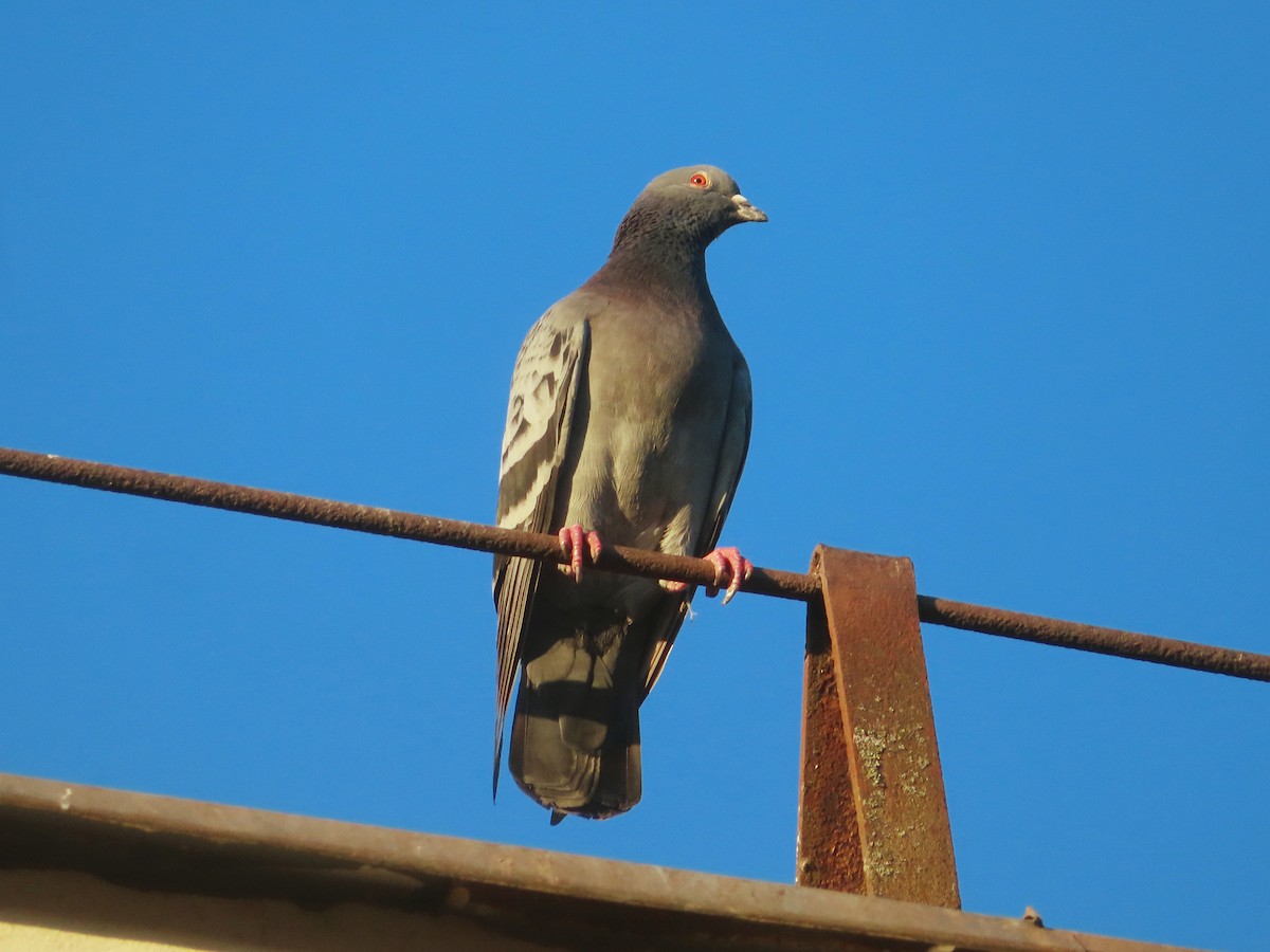 Rock Pigeon (Feral Pigeon) - ML618955508