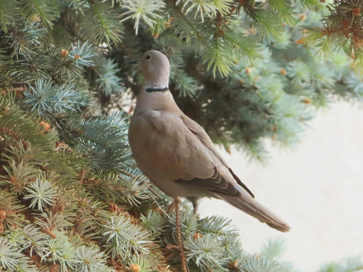 Eurasian Collared-Dove - Kseniia Marianna Prondzynska