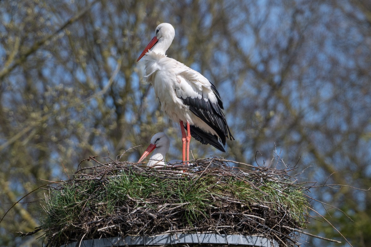 White Stork - ML618955512