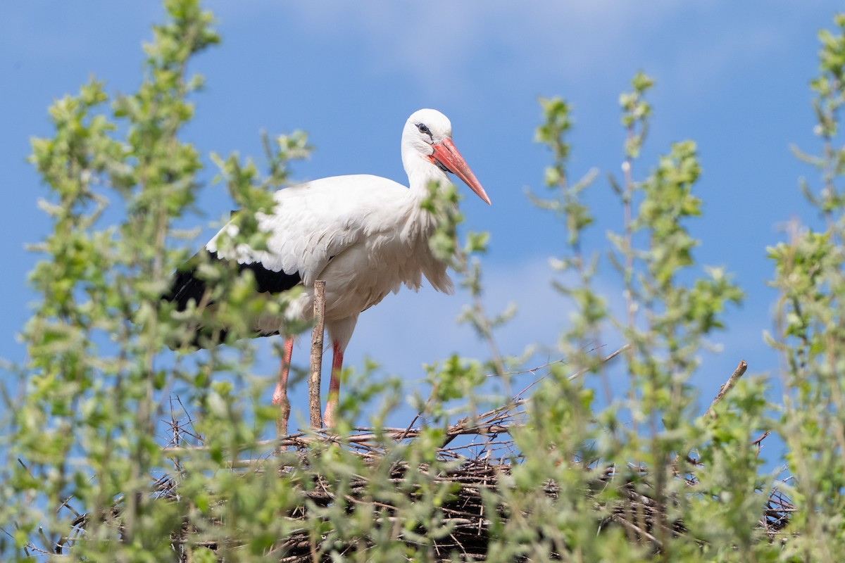 White Stork - Guido Van den Troost