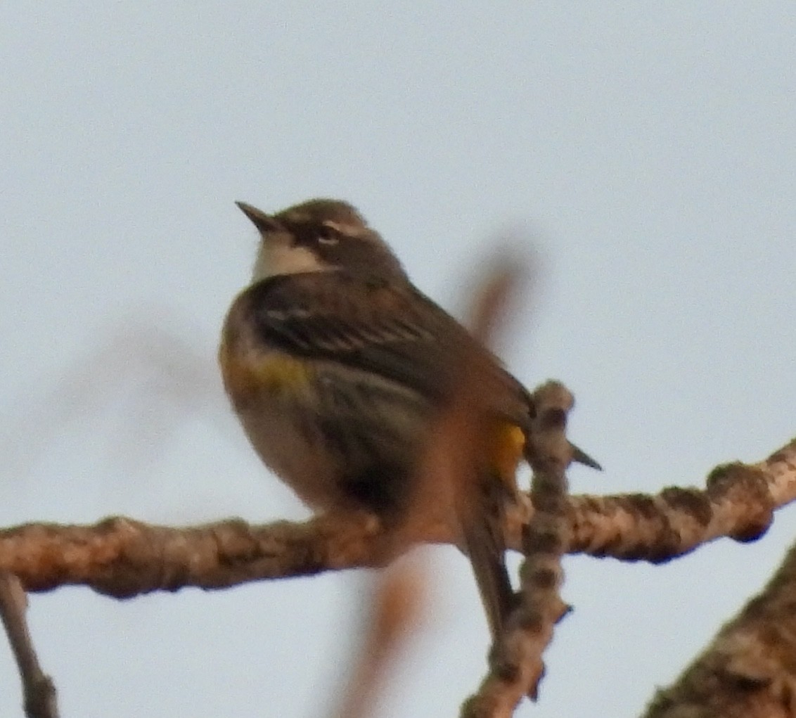 Yellow-rumped Warbler - ML618955541