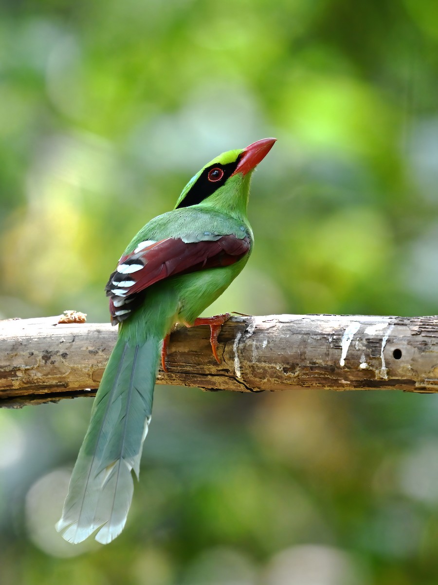 Common Green-Magpie - peng su