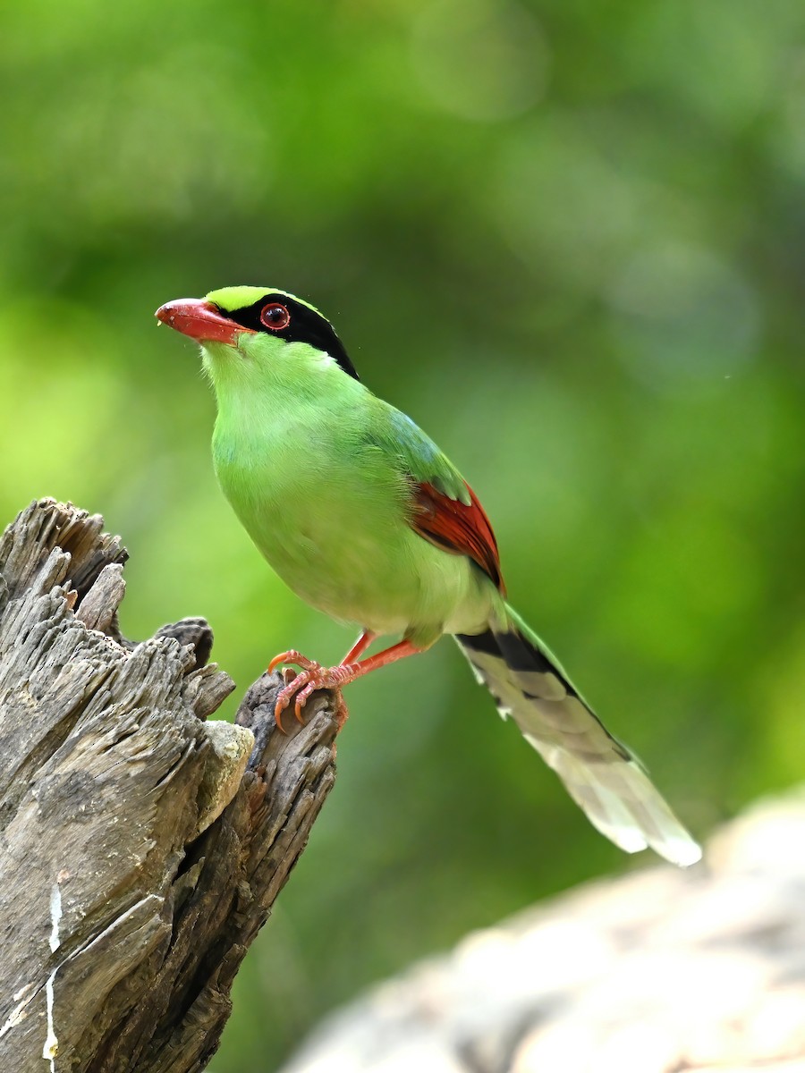 Common Green-Magpie - peng su
