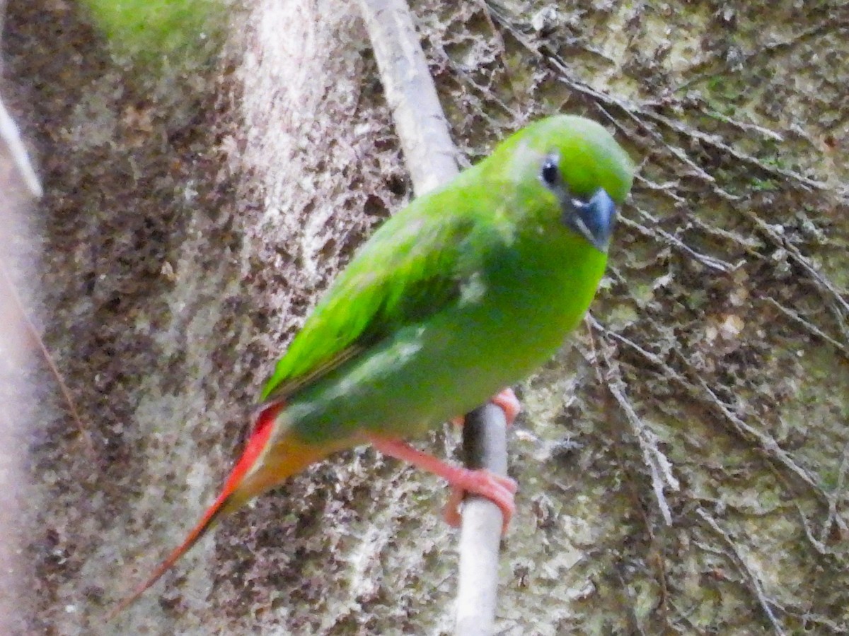 Green-faced Parrotfinch - ML618955553