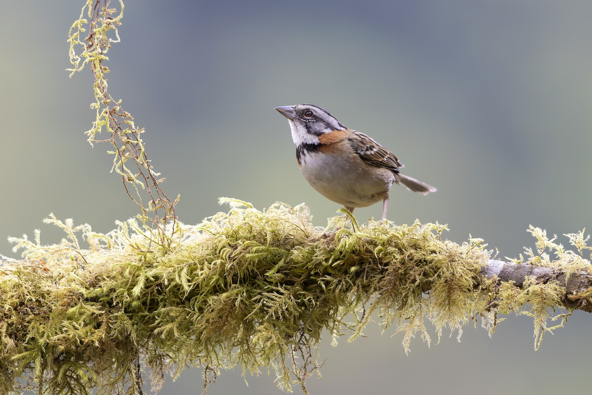 Rufous-collared Sparrow - ML618955555