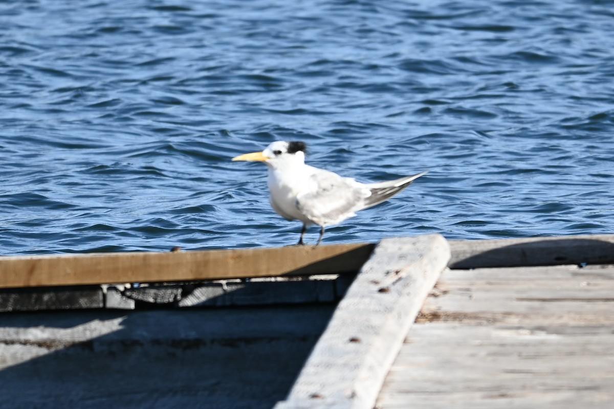 Great Crested Tern - ML618955568
